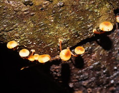 Xeromphalina leonina