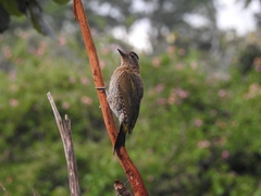Picus xanthopygaeus