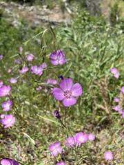 Clarkia gracilis gracilis
