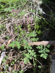Tauschia glauca