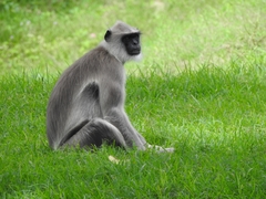 Semnopithecus priam