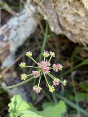 Tauschia glauca