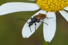 Pseudovadonia