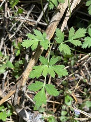 Tauschia glauca