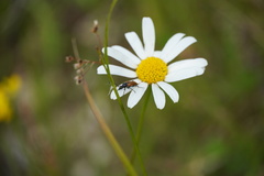 Pseudovadonia