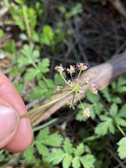 Tauschia glauca