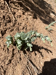 Streptanthus barbatus