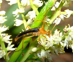 Strangalia bicolor