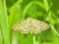 Paratalanta pandalis