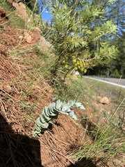 Streptanthus barbatus