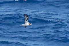 Pterodroma hypoleuca