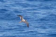 Pterodroma hypoleuca