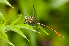 Aphylla angustifolia