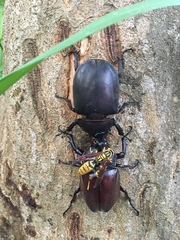 Trypoxylus dichotomus tsunobosonis