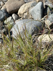Danthonia unispicata