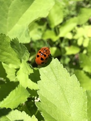 Chelymorpha cassidea