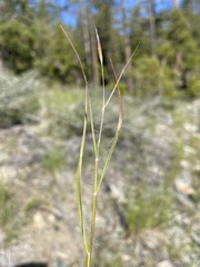 Danthonia unispicata