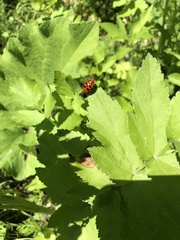 Chelymorpha cassidea