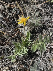 Balsamorhiza sericea