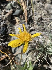 Balsamorhiza sericea