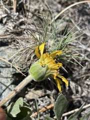 Balsamorhiza sericea