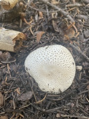 Lycoperdon subcretaceum
