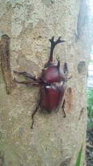 Trypoxylus dichotomus tsunobosonis