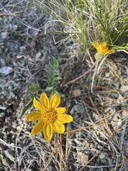Balsamorhiza serrata