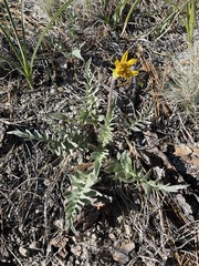 Balsamorhiza serrata