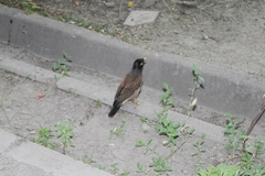 Acridotheres tristis