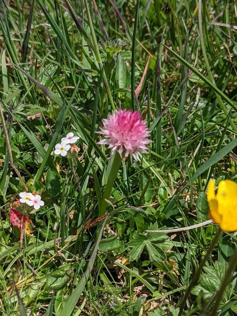 Gymnadenia widderi