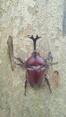 Trypoxylus dichotomus tsunobosonis