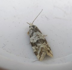 Aethes argentilimitana