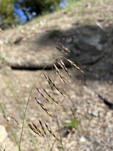 Image of Melica geyeri by (c) Matt Berger, some rights reserved (CC BY)