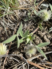Trifolium eriocephalum
