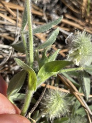 Trifolium eriocephalum