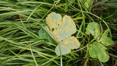 Puccinia oxalidis