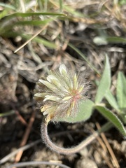 Trifolium eriocephalum
