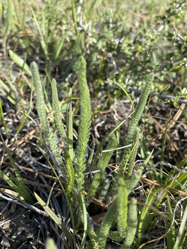 Image of Ivesia pickeringii by (c) Matt Berger, some rights reserved (CC BY)