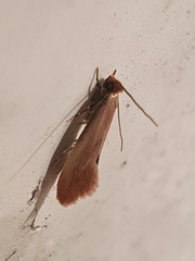 Tinea semifulvella