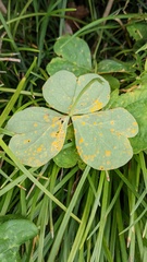Puccinia oxalidis