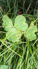 Puccinia oxalidis