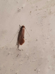 Tinea semifulvella