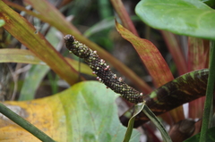 Anthurium cinereopetiolatum