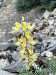 Lupinus croceus