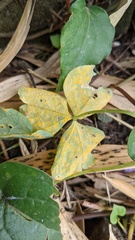 Puccinia oxalidis
