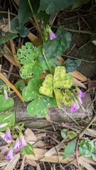 Puccinia oxalidis