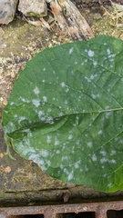 Podosphaera intermedia