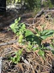 Silene campanulata