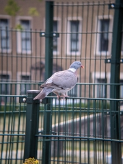 Columba palumbus